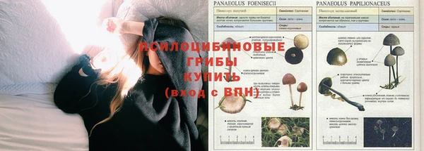 ГАЛЛЮЦИНОГЕННЫЕ ГРИБЫ Кодинск